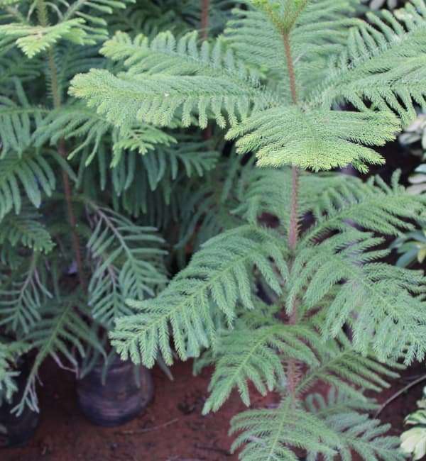 Christmas Tree (Norfolk Island Pine)